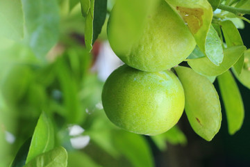 Lime Tree in the farm