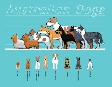 Dog koolie hotsell