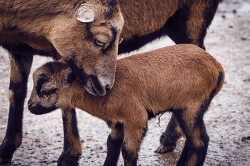 Fototapeta premium Animals