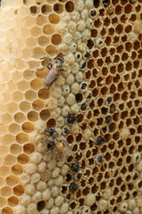 Honey comb at Thailand