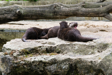 Three otters together, an otter yawns - Berlin - Germany