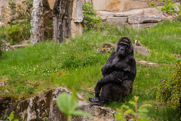 Fototapeta premium .Gorillas at the Zoo - Berlin - Germany