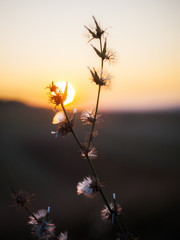 small wildflower in the sunset
