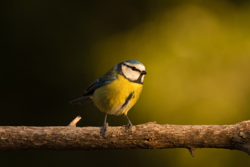 The Blue Tit perches on the cork oak