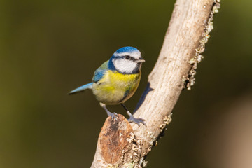 The Blue Tit perches on the cork oak