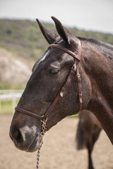 Detail of the head of a purebred Spanish horse