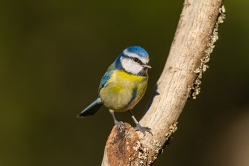 Obraz na płótnie Canvas The Blue Tit perches on the cork oak