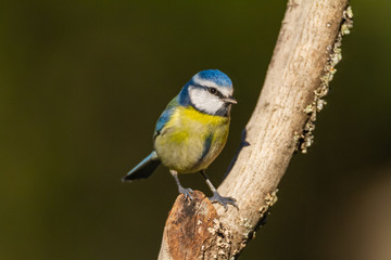Obraz na płótnie Canvas The Blue Tit perches on the cork oak