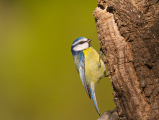 The Blue Tit perches on the cork oak