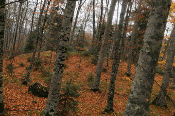 Autumn and forest view camping outdoors. seven lakes in Turkey. Lush greenery reflection in water surface of primeval forest lake 