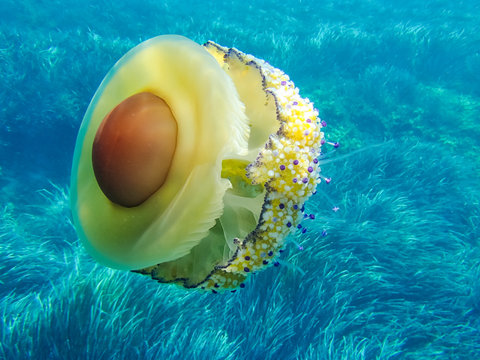 411 Best Fried Egg Jellyfish Images Stock Photos Vectors Adobe Stock