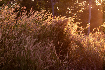 Colorful flowers grass made with gradient for background,Abstract,texture,Soft and Blurred style.postcard.