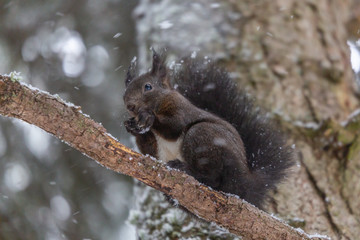 Naklejka na ściany i meble Braunes Eichhörnchen auf einem Baum im Winter