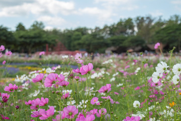 cosmos flowers in the garden