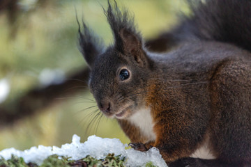 Braunes Eichhörnchen auf einem Baum im Winter