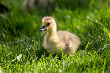 Young canadian goose