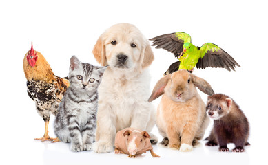 Large group of pets together in front view. Isolated on white background
