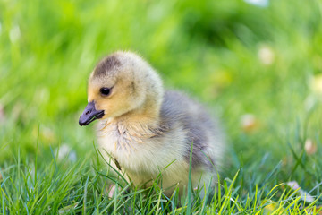 Young canadian goose