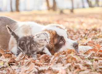 sad St. Bernard puppy and kitten on autumn leaves in profile