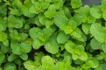 Kitchen Mint in farm