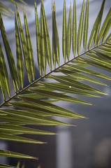 green palm leaf