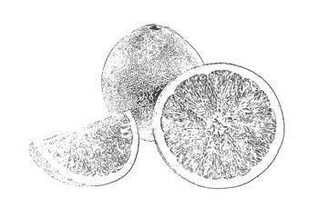 Orange. Hand drawn sketch