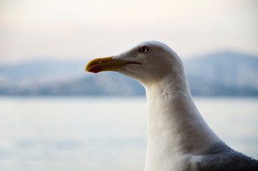 the seagull portrait