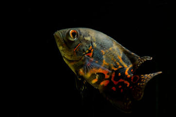 oscar fish in the tank