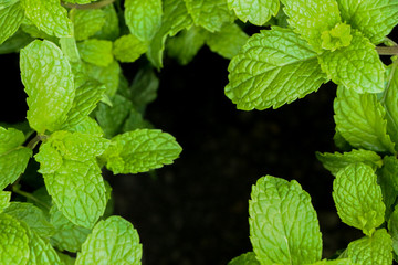 Kitchen Mint in farm