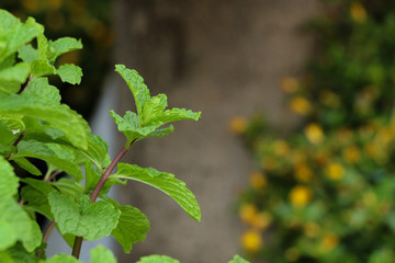 Kitchen Mint in farm
