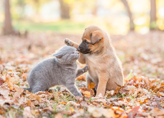puppy playing with a kitten on fallen autumn leaves