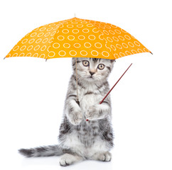 Kitten with umbrella and pointing stick. isolated on white background
