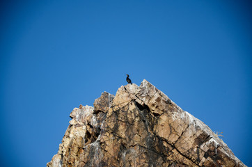 cormorant walking on the rocks
