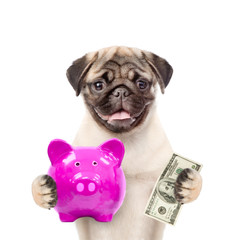 dog holds piggy bank and dollars usa. isolated on white background