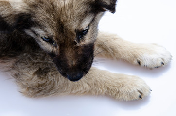 puppy resting on the table
