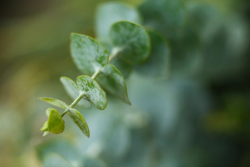 Fototapeta na wymiar Close up green branch of fresh flower. Pure nature