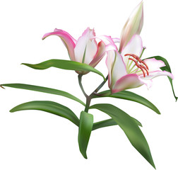 two white lily blooms with pink edges and bud on stem