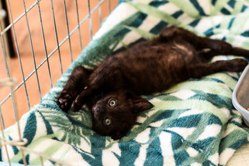 A small black kitty lying in a cage.