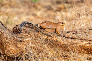 An alert Unstriped Ground Squirrel moving cautiously along a log, with its bushy tail stretched behind it. Xerus rutilus.  Samburu National Reserve, Kenya,  East Africa.