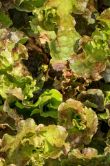 Fototapeta premium Lettuce in farm