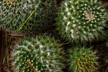 cactus close-up in nature