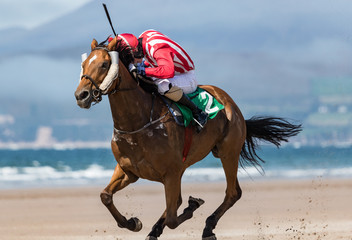 Close up on single race horse and jockey galloping on the beach