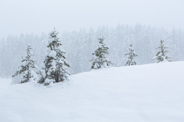Verschneite Winterlandschaft im Nebel - Lenzerheide, Graubünden, Schweiz