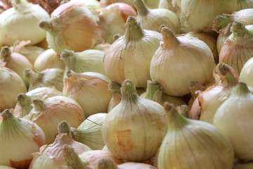 Onion in the market