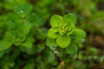  Green Flower Plant in Nature