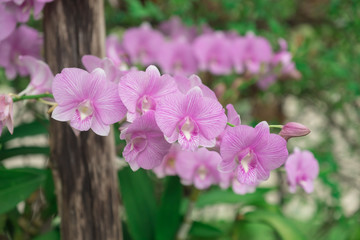 pink orchid in garden