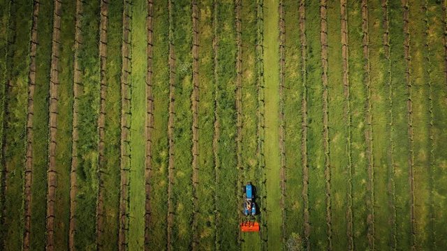 Farmer tractor mowing weeds between rows of grapevines in vineyard landscape. Aerial vertical top down view, 4K UHD.