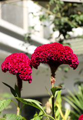 Cockscomb in the garden