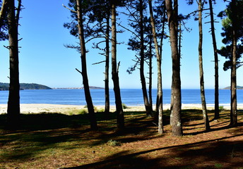 Fototapeta na wymiar Beach with pine forest. Trees, pine needles and bright sand with vegetation in sand dunes. Blue sea, clear sky, sunny day. Galicia, Spain.