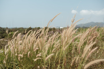 Obraz premium field of grass on the mountain
